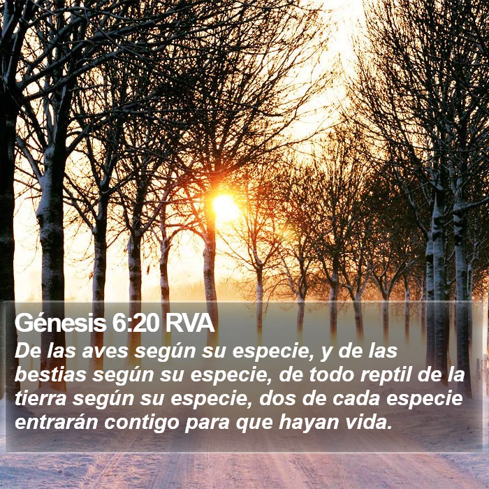 Génesis 6:20 RVA Bible Study