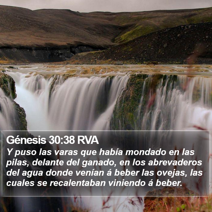 Génesis 30:38 RVA Bible Study