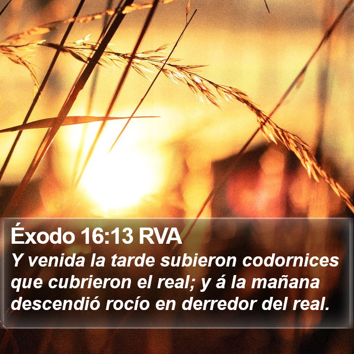 Éxodo 16:13 RVA Bible Study
