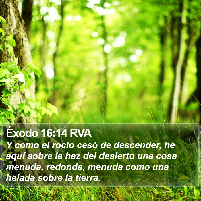 Éxodo 16:14 RVA Bible Study