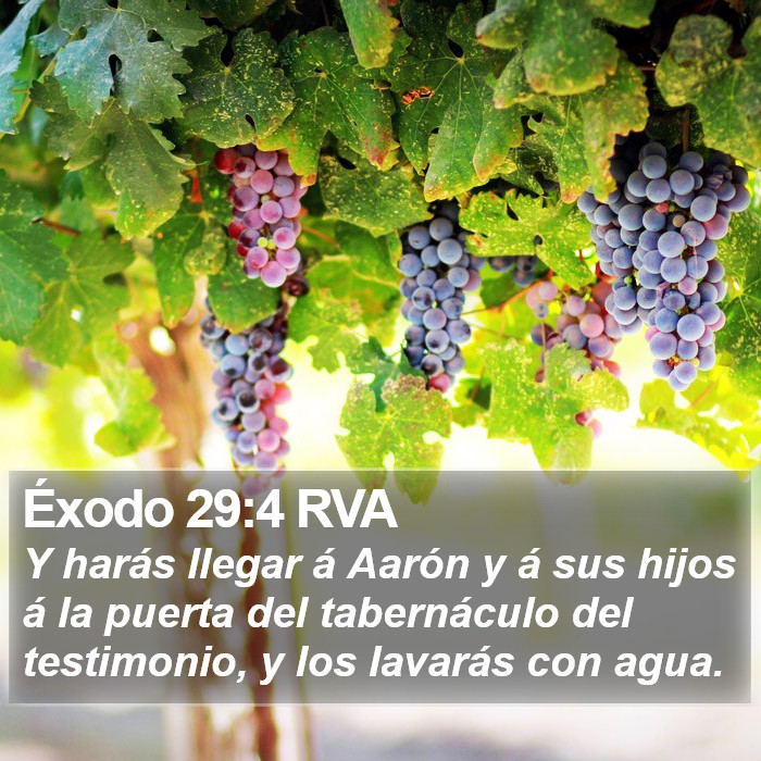 Éxodo 29:4 RVA Bible Study