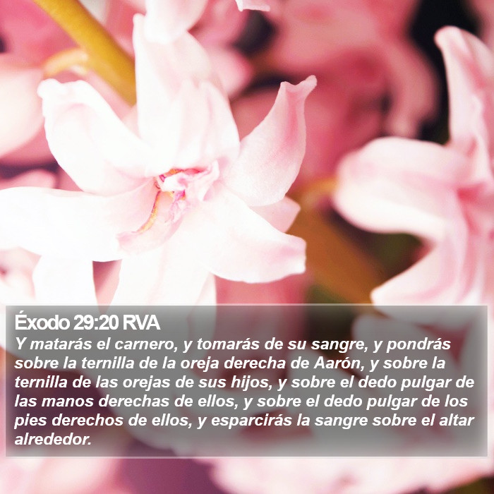 Éxodo 29:20 RVA Bible Study