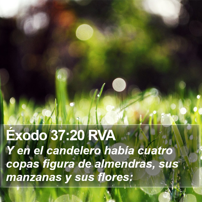 Éxodo 37:20 RVA Bible Study