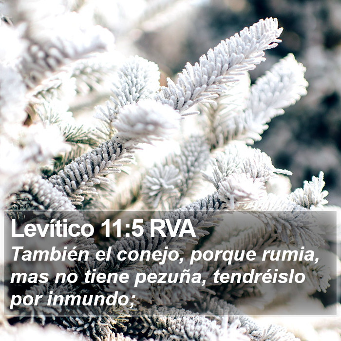 Levítico 11:5 RVA Bible Study