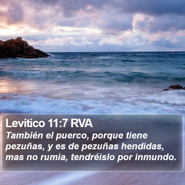 Levítico 11:7 RVA Bible Study