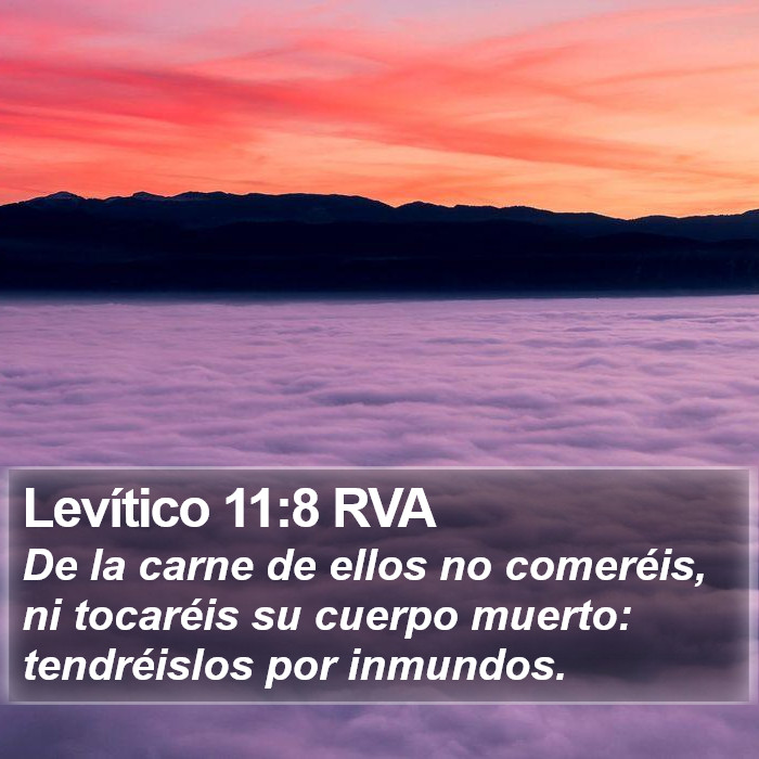 Levítico 11:8 RVA Bible Study