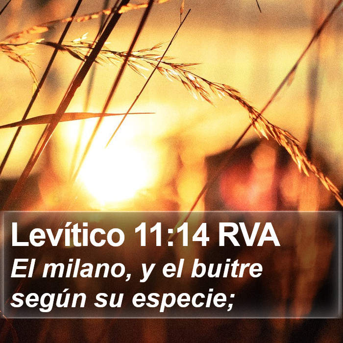 Levítico 11:14 RVA Bible Study