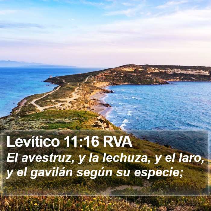 Levítico 11:16 RVA Bible Study