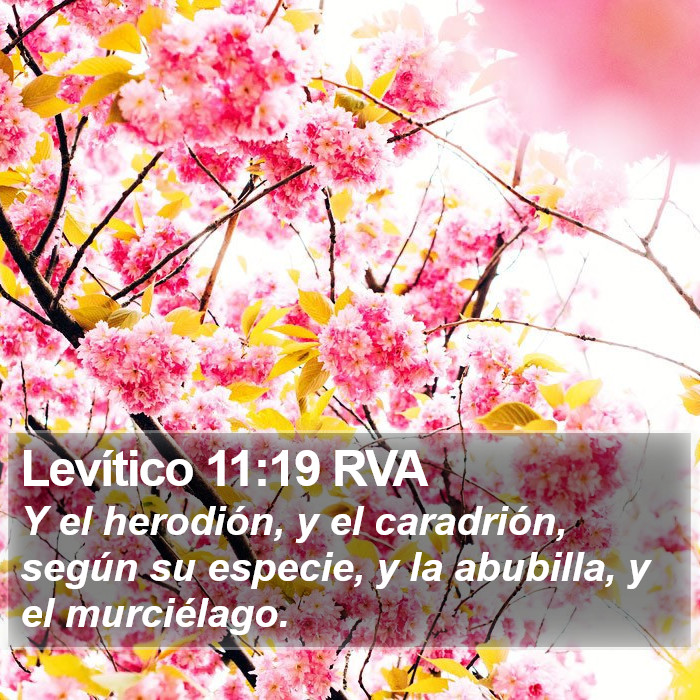 Levítico 11:19 RVA Bible Study