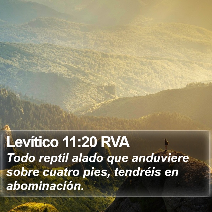 Levítico 11:20 RVA Bible Study