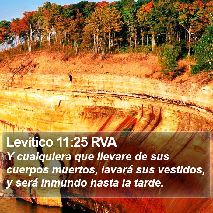 Levítico 11:25 RVA Bible Study