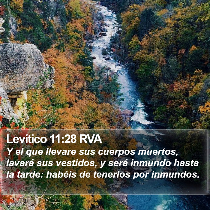 Levítico 11:28 RVA Bible Study