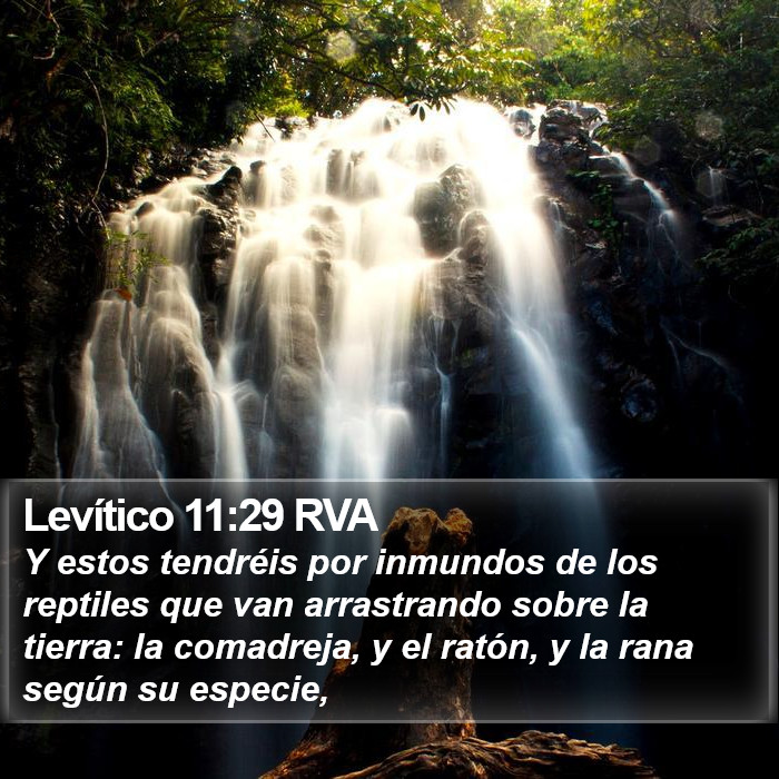 Levítico 11:29 RVA Bible Study