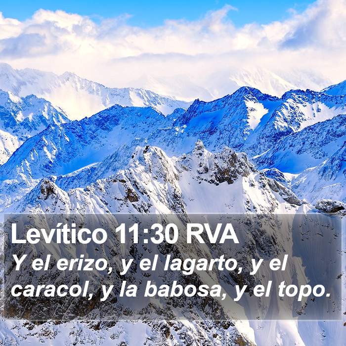 Levítico 11:30 RVA Bible Study