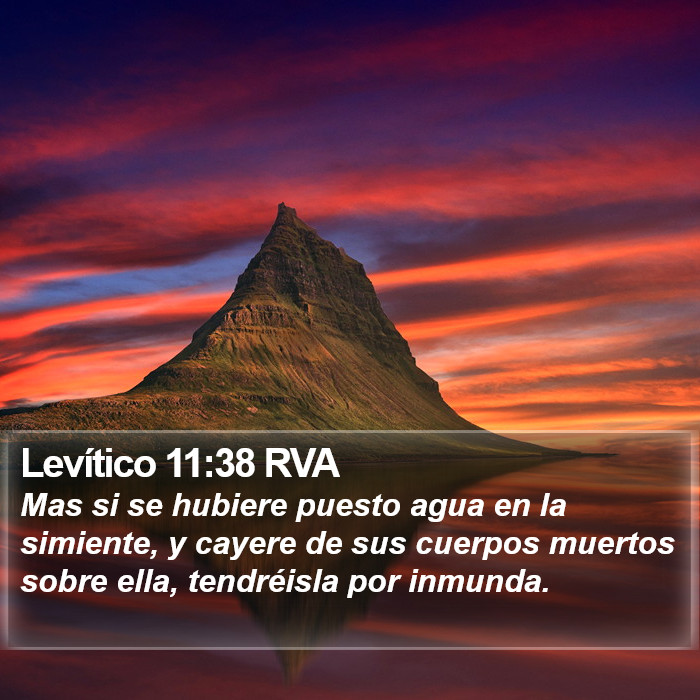 Levítico 11:38 RVA Bible Study