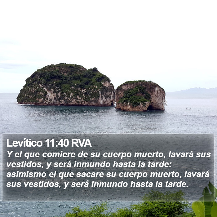 Levítico 11:40 RVA Bible Study