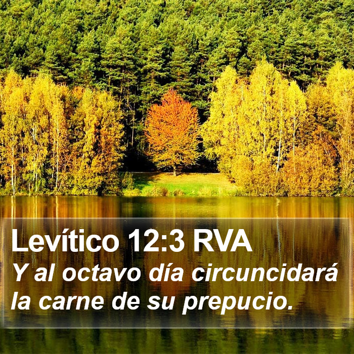 Levítico 12:3 RVA Bible Study