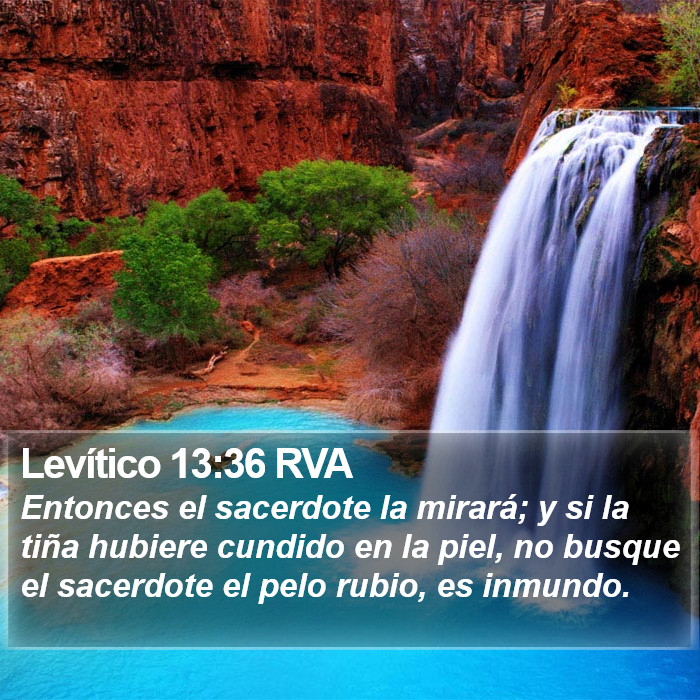 Levítico 13:36 RVA Bible Study