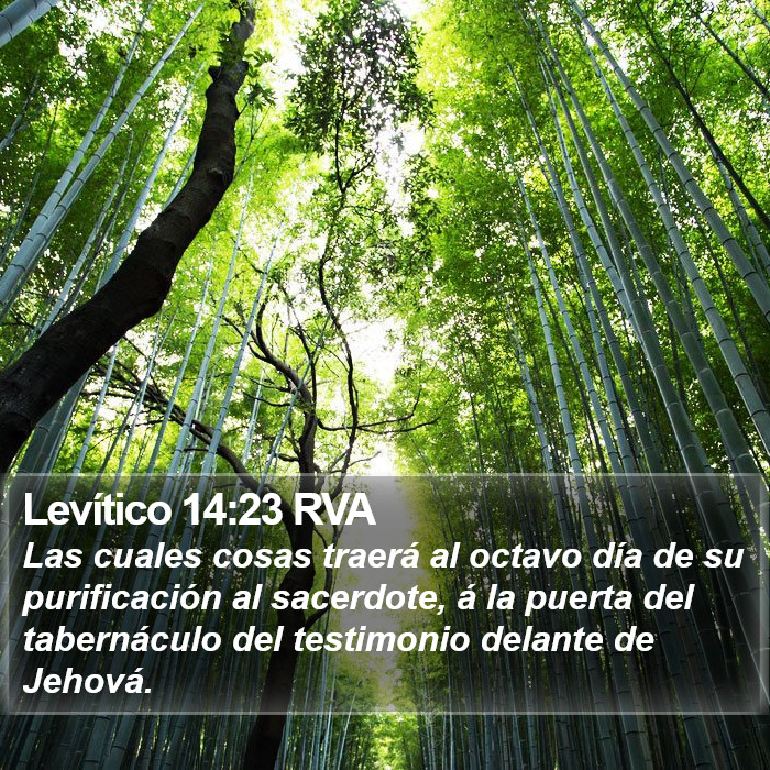 Levítico 14:23 RVA Bible Study