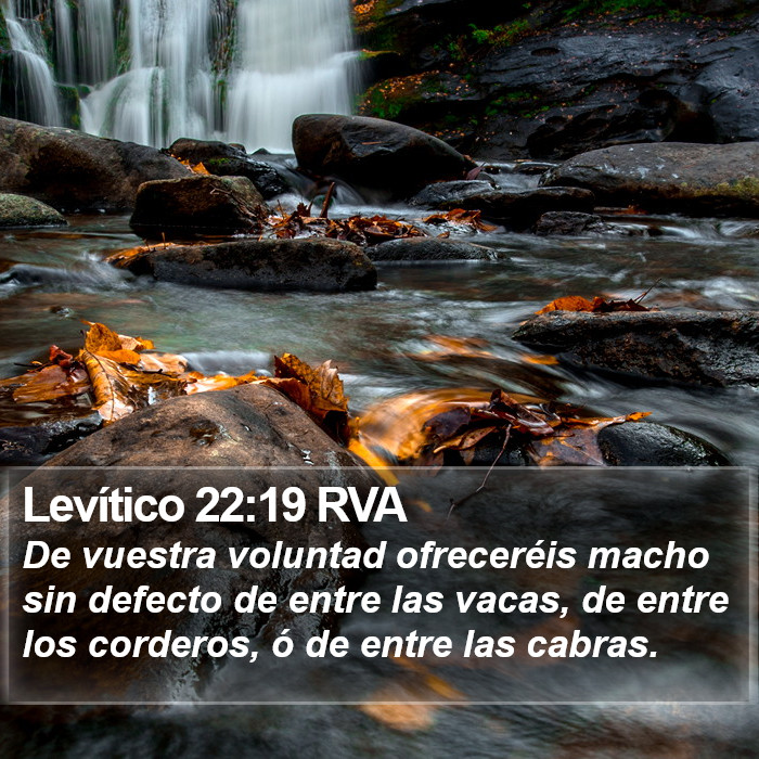 Levítico 22:19 RVA Bible Study