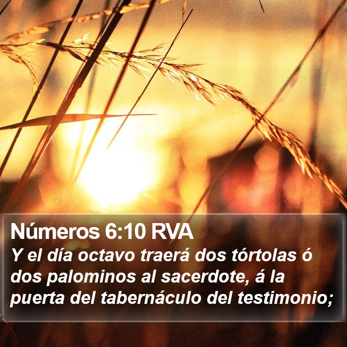 Números 6:10 RVA Bible Study