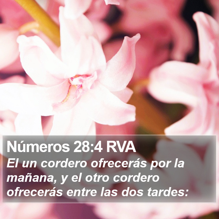 Números 28:4 RVA Bible Study