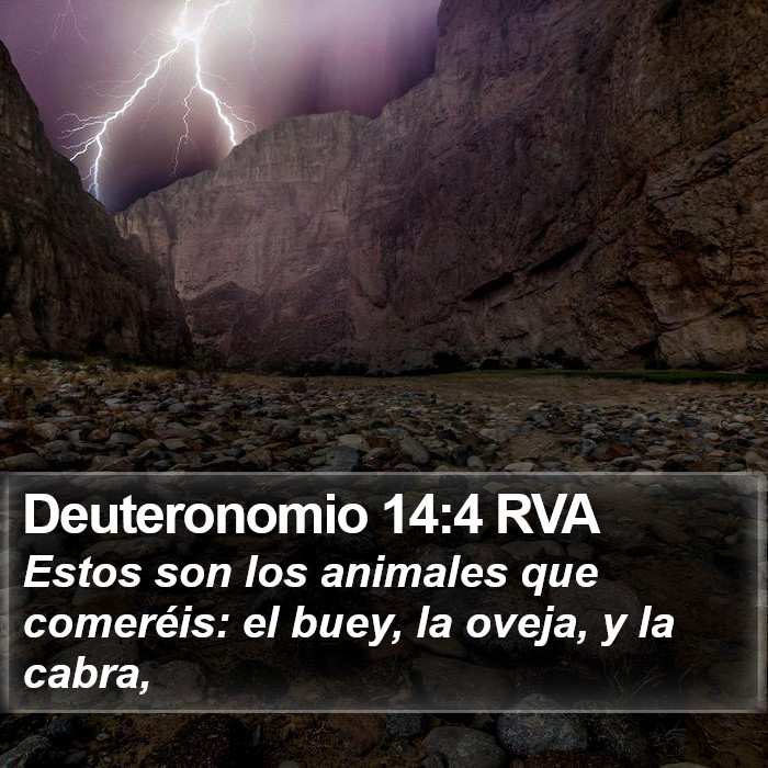 Deuteronomio 14:4 RVA Bible Study