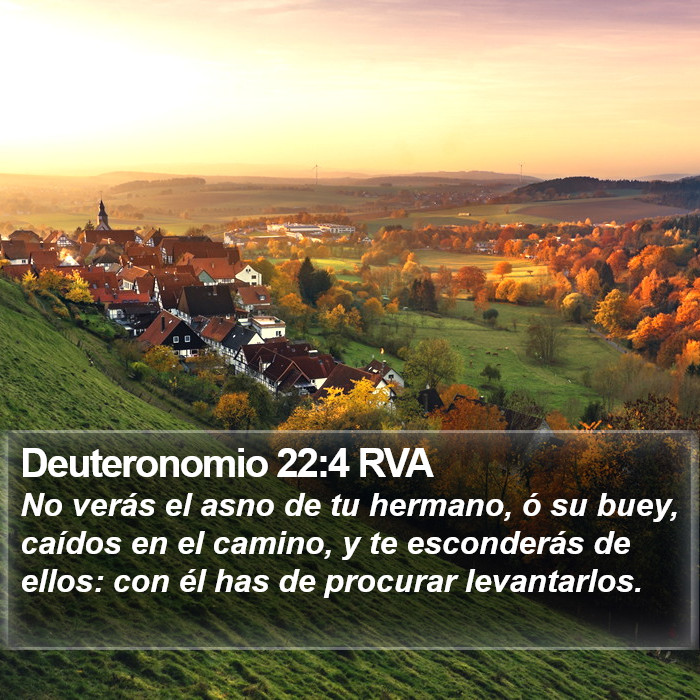 Deuteronomio 22:4 RVA Bible Study