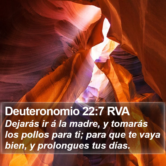 Deuteronomio 22:7 RVA Bible Study