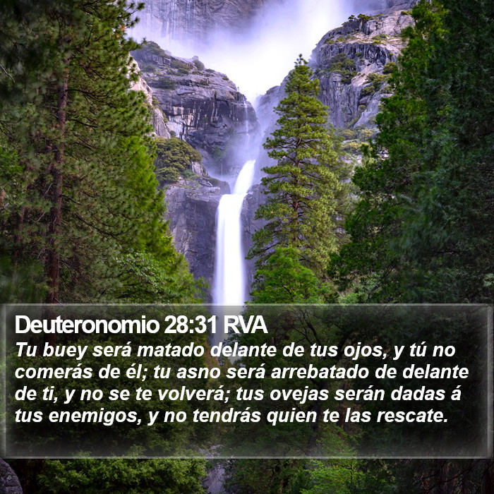 Deuteronomio 28:31 RVA Bible Study