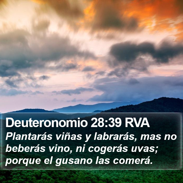 Deuteronomio 28:39 RVA Bible Study