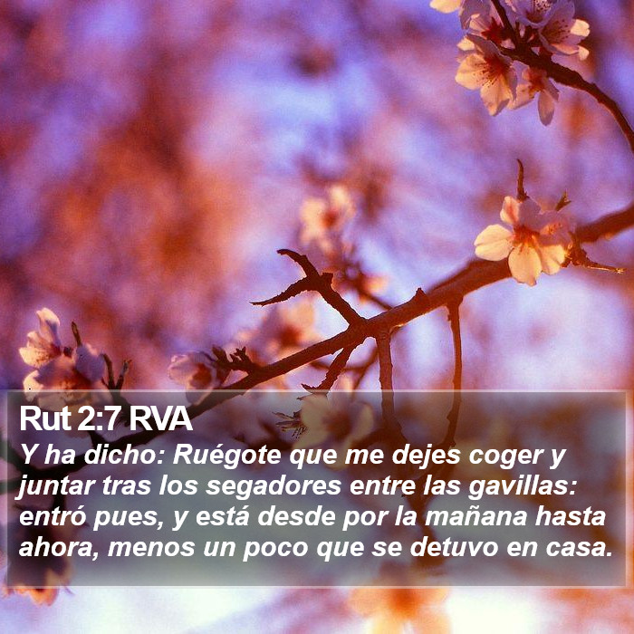 Rut 2:7 RVA Bible Study