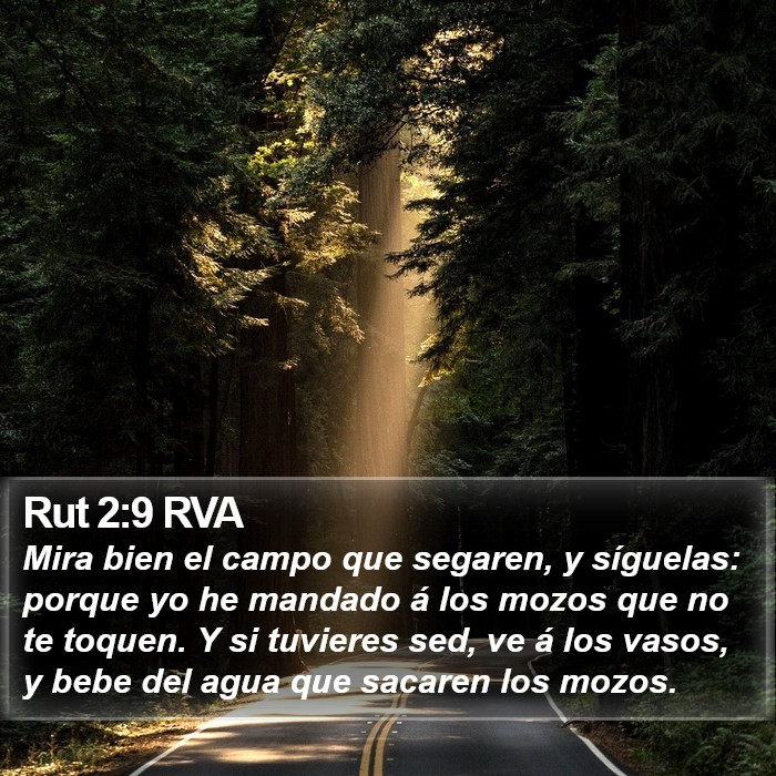 Rut 2:9 RVA Bible Study