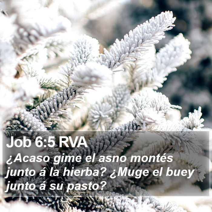 Job 6:5 RVA Bible Study