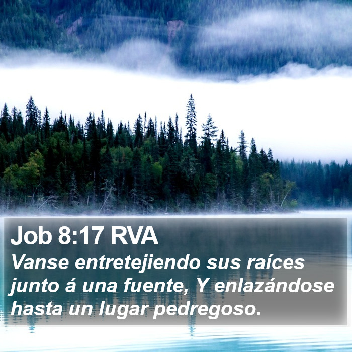 Job 8:17 RVA Bible Study