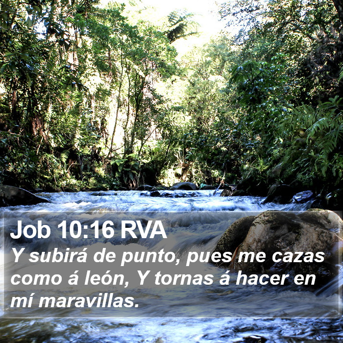 Job 10:16 RVA Bible Study