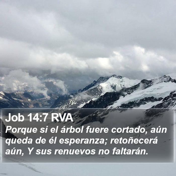 Job 14:7 RVA Bible Study