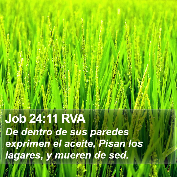 Job 24:11 RVA Bible Study