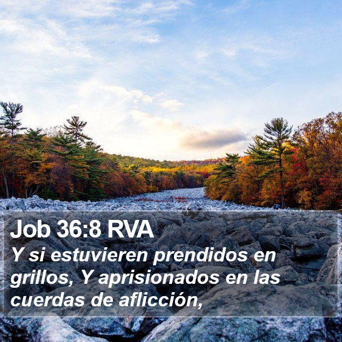 Job 36:8 RVA Bible Study