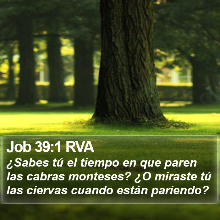 Job 39:1 RVA Bible Study