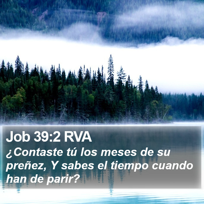 Job 39:2 RVA Bible Study