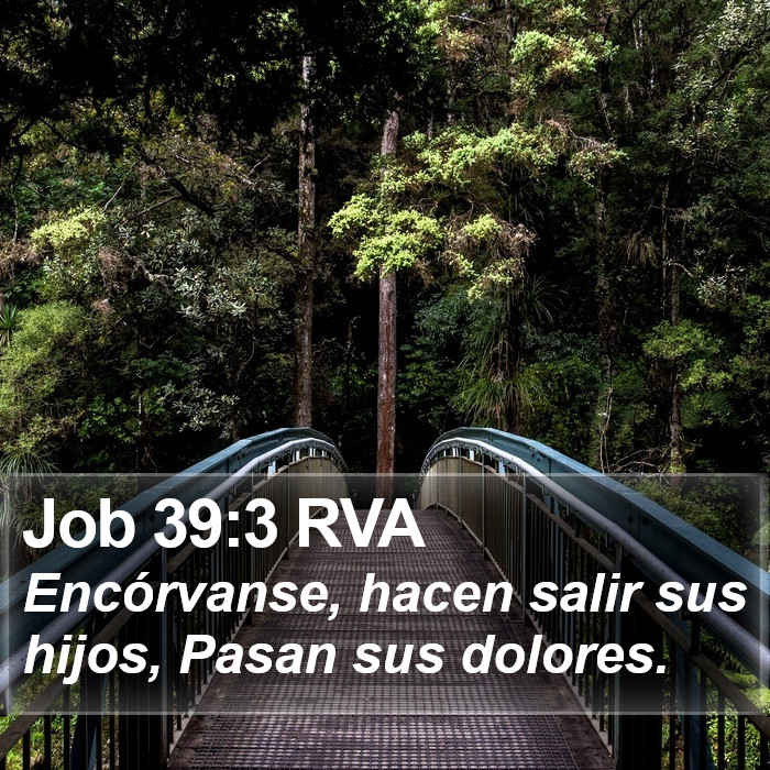 Job 39:3 RVA Bible Study