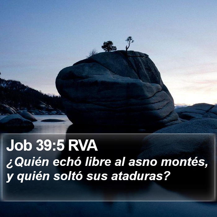 Job 39:5 RVA Bible Study