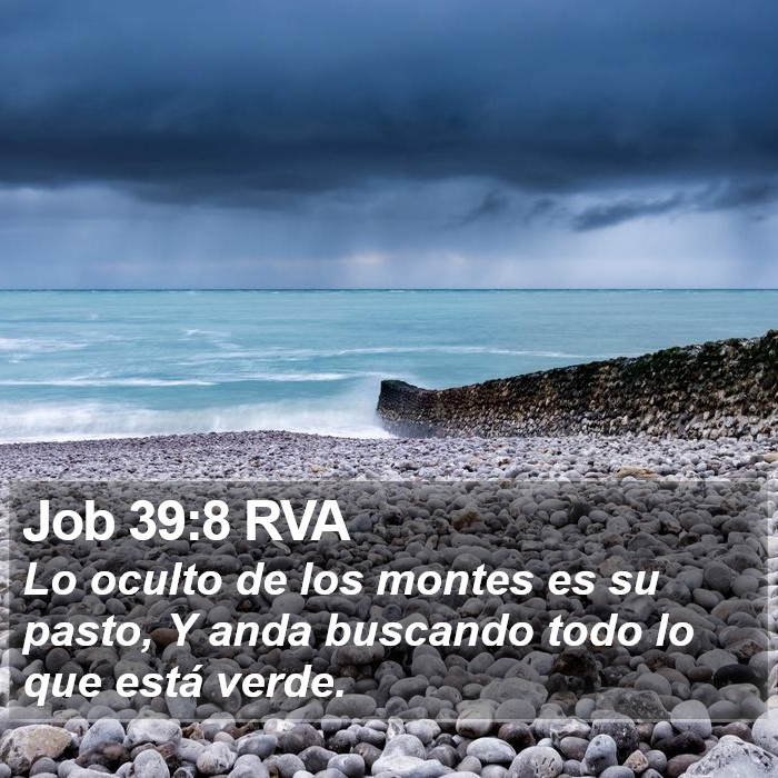 Job 39:8 RVA Bible Study