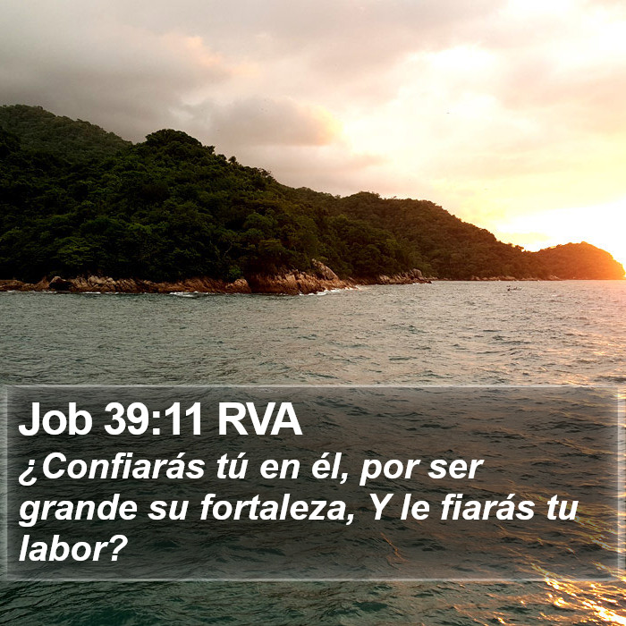 Job 39:11 RVA Bible Study