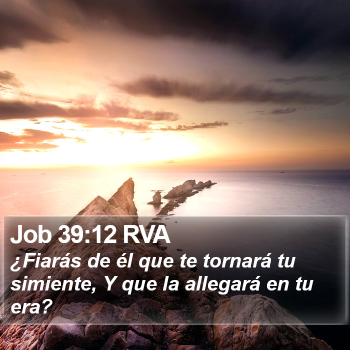 Job 39:12 RVA Bible Study