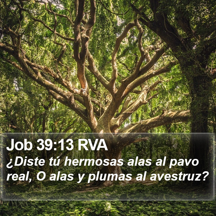 Job 39:13 RVA Bible Study