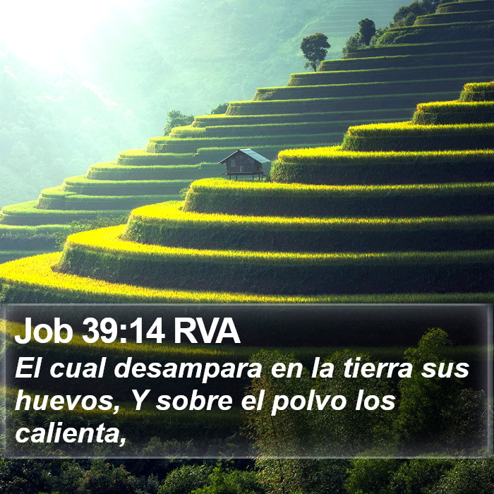 Job 39:14 RVA Bible Study