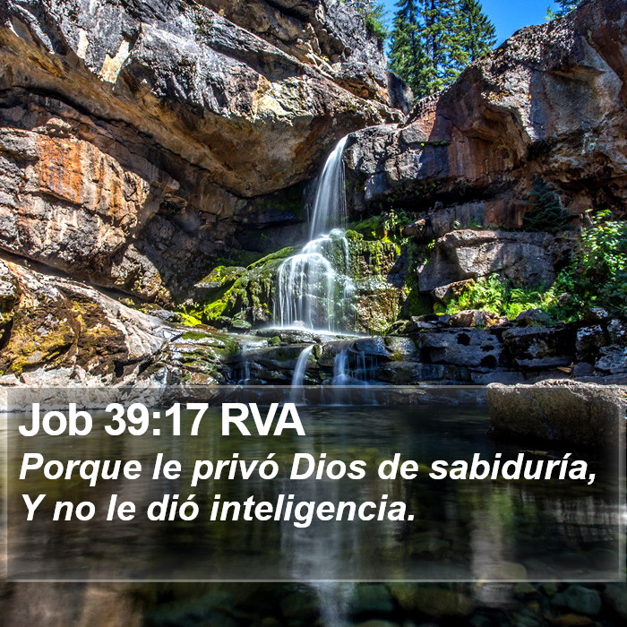 Job 39:17 RVA Bible Study