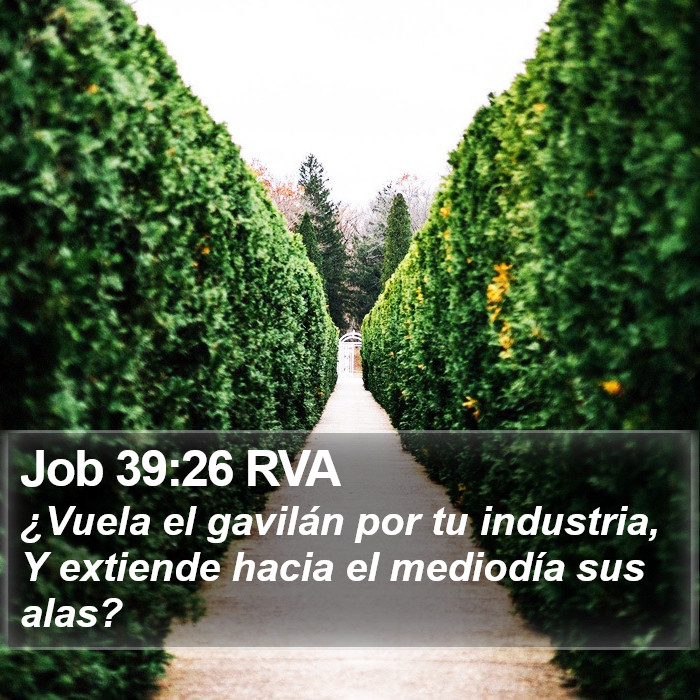 Job 39:26 RVA Bible Study